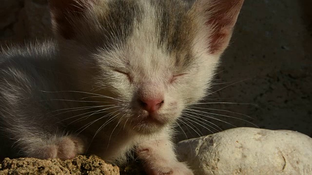 可爱的小猫视频下载