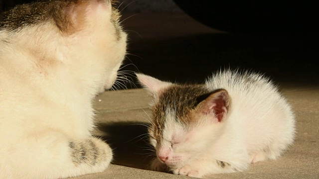 小猫和他的妈妈视频下载