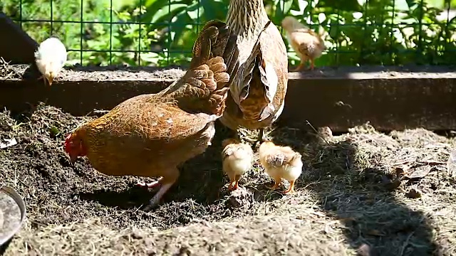 小鸡带着小鸡在户外散步视频素材