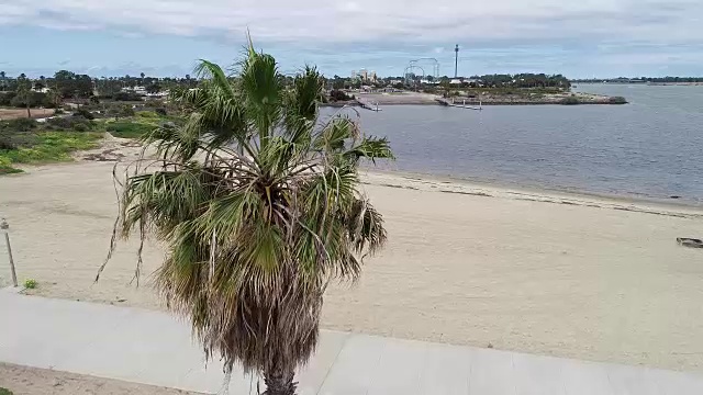 在加州圣地亚哥，一架无人机在一棵随风摇摆的棕榈树旁盘旋视频素材