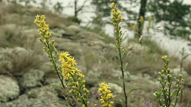 黄色的花和苔藓视频素材