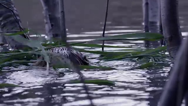 美国怀俄明州，美洲海狸(加拿大蓖麻)采集食物视频素材