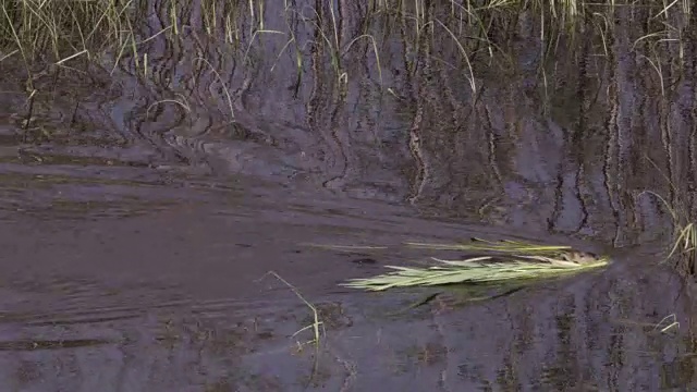 美国怀俄明州，美国海狸(Castor canadensis)携带食物到旅舍视频素材