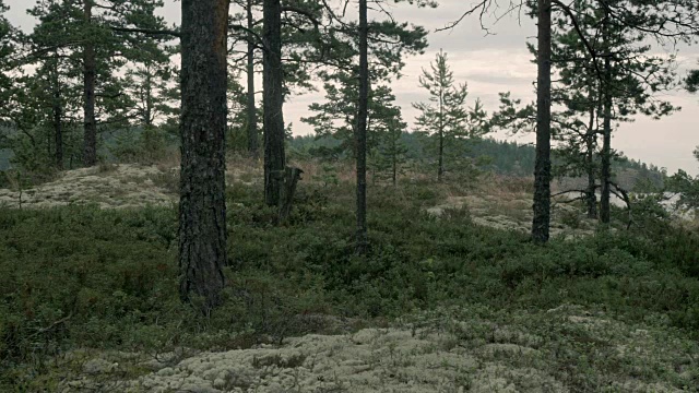 岩石海岸上的树木视频素材