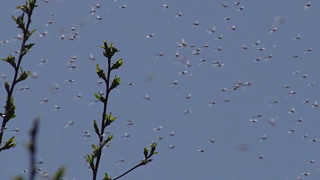 群蚊子视频素材