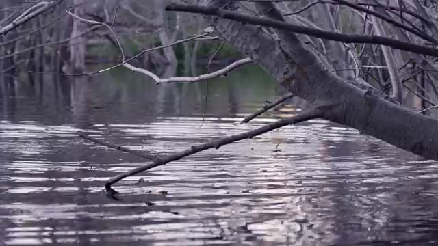 美国怀俄明州，美国海狸(Castor canadensis)携带食物到旅舍视频素材