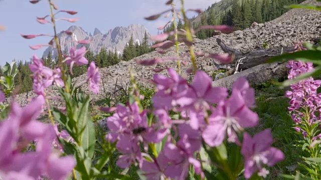 加拿大山坡上的蜜蜂以花为食视频素材