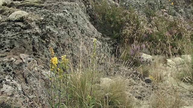 黄色的花和苔藓视频素材