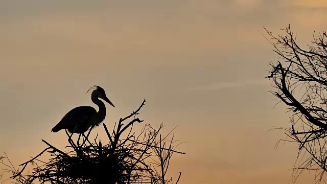 灰鹭，Ardea cinerea, Camargue，法国视频素材