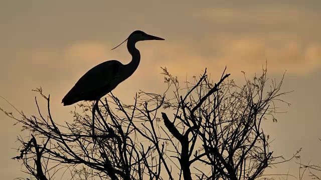 灰鹭，Ardea cinerea, Camargue，法国视频素材