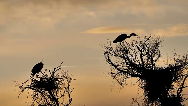 灰鹭，Ardea cinerea, Camargue，法国视频素材