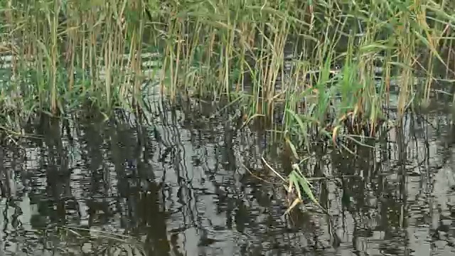 河岸上的草视频素材