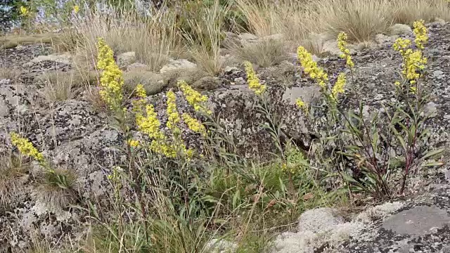 黄花和mos视频素材