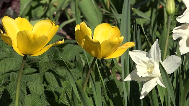 花朵变成白色的水仙花视频素材