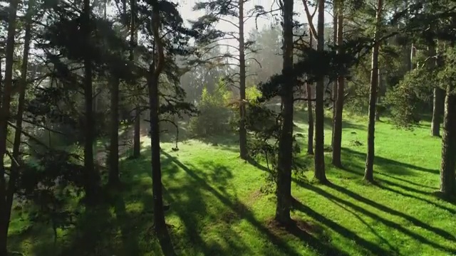 森林景观和春天的晨雾视频素材