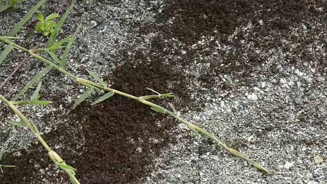 蚂蚁找到了很多食物视频素材