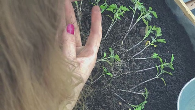 照顾自家种植的植物/香料的女孩。视频素材