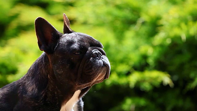 黑色法国斗牛犬花园视频素材