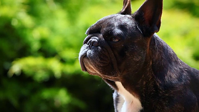 黑色法国斗牛犬花园视频素材