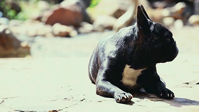 黑色法国斗牛犬花园视频素材