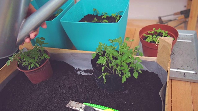 照顾自家种植的植物/香料的女孩。视频素材