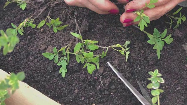 照顾自家种植的植物/香料的女孩。视频素材