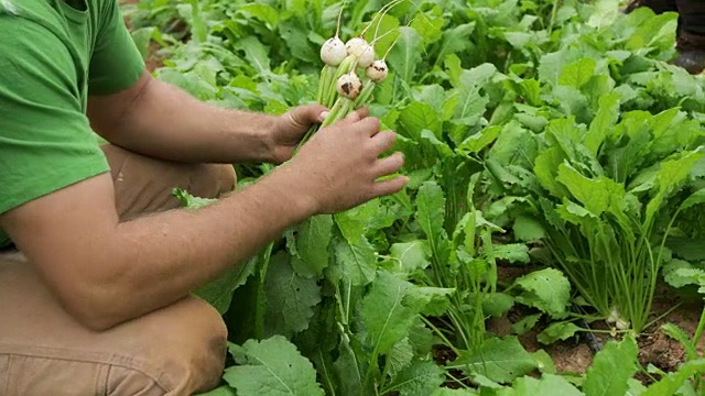 收获萝卜视频下载