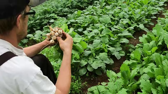 收获萝卜视频下载