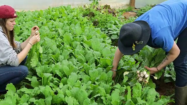 收获萝卜视频素材