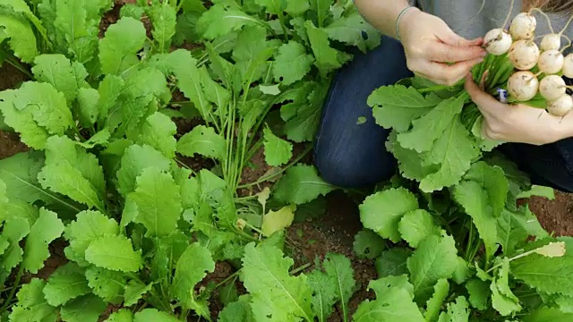 收获萝卜视频素材