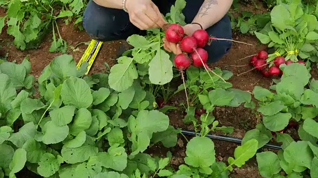 挑选萝卜视频下载