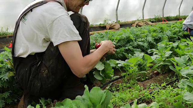 收获萝卜视频下载