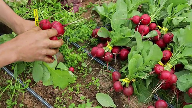 收获萝卜视频下载