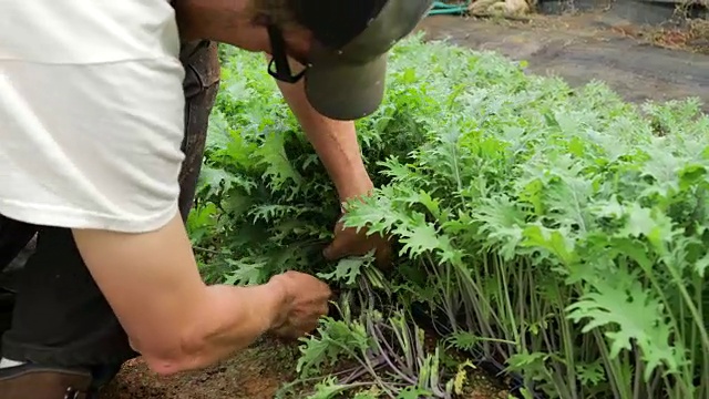 收获芝麻菜视频素材