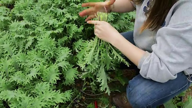 收获芝麻菜视频下载