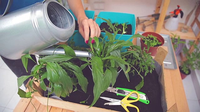 照顾自家种植的植物/香料的女孩。视频素材