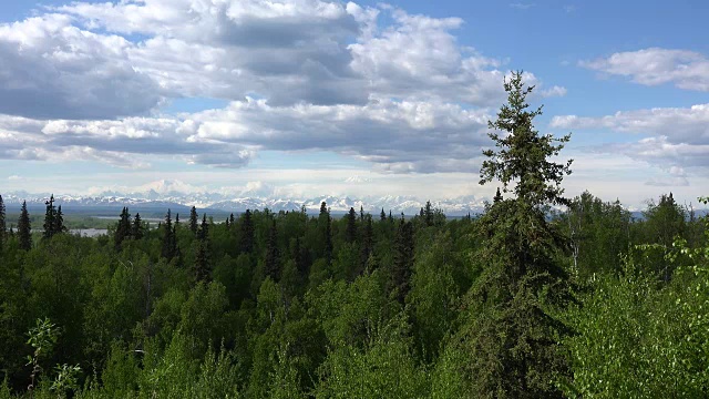 阿拉斯加的德纳里山在树的旁边飞驰而过视频素材