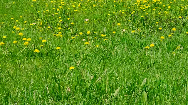 黄色的蒲公英和野花盛开在绿色的草地上视频素材