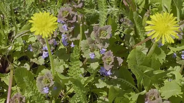 黄色的蒲公英和蜜蜂在绿色草地上给花朵授粉视频素材