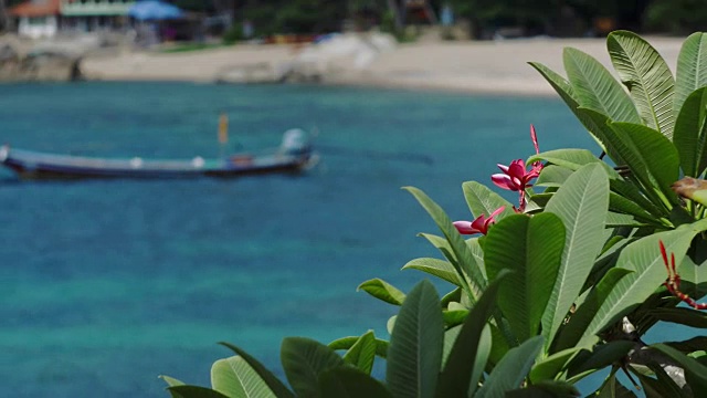 红色鸡蛋花在热带海滩附近的海风中摇曳，背景是碧蓝的海水视频素材