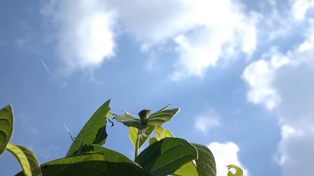 树叶上的虫子和蓝天视频素材