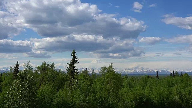 阿拉斯加的德纳里山经过一棵大树视频素材