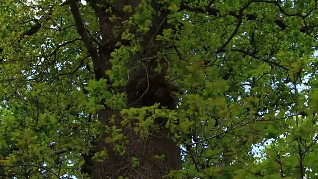 橡树林，春天，Montaña东方科斯特拉，坎塔布里亚，西班牙，欧洲视频素材