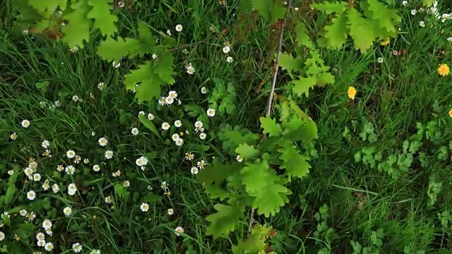 橡树林，春天，Montaña东方科斯特拉，坎塔布里亚，西班牙，欧洲视频素材