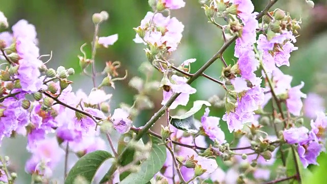 特写:紫色的芒萁花盛开在树上。视频素材