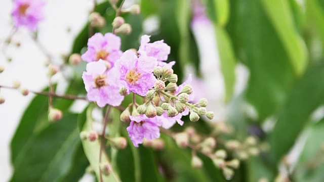 特写:紫色的芒萁花盛开在树上。视频素材