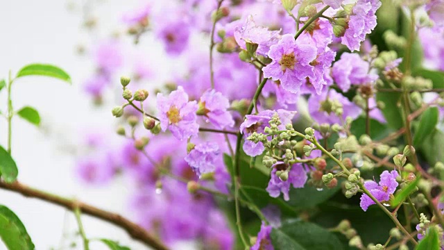 特写:紫色的芒萁花盛开在树上。视频素材