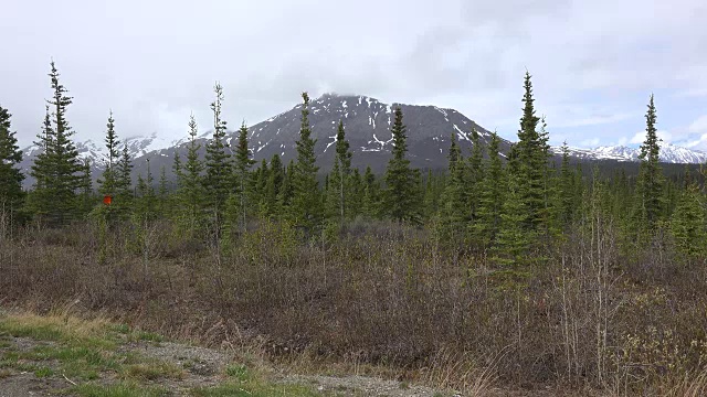 阿拉斯加德纳里公园云杉和山视频素材