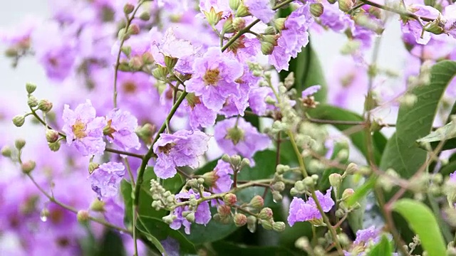 特写:紫色的芒萁花盛开在树上。视频素材