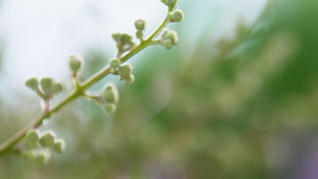 特写:紫色的芒萁花盛开在树上。视频素材